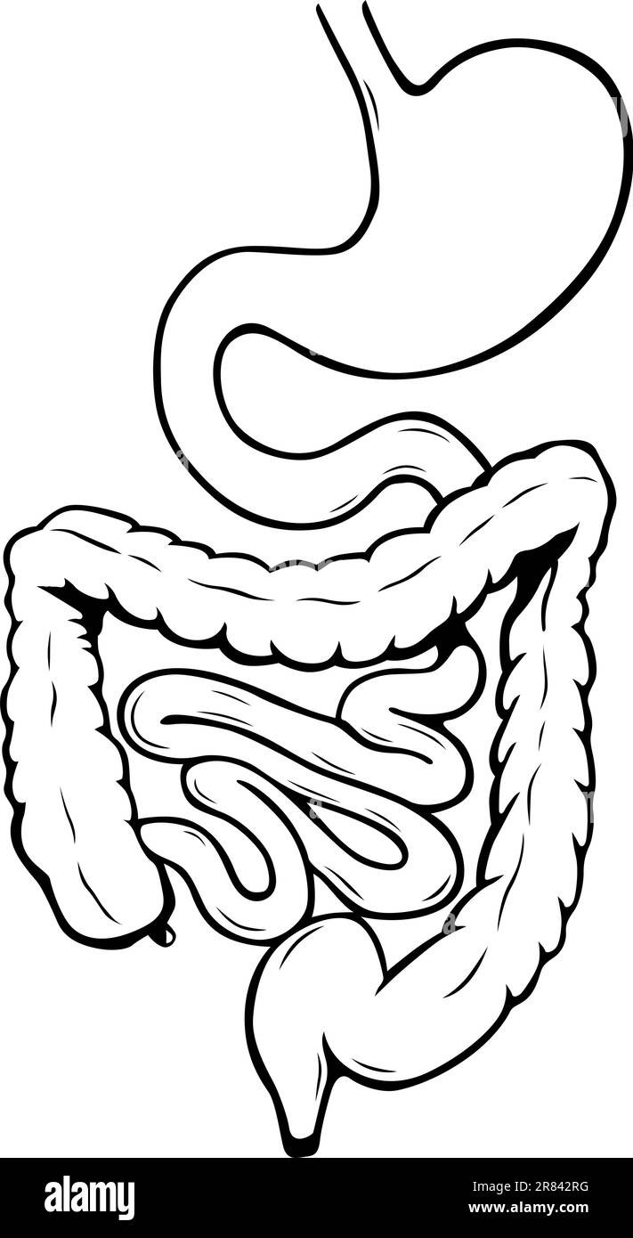 Système digestif interne humain Illustration de Vecteur