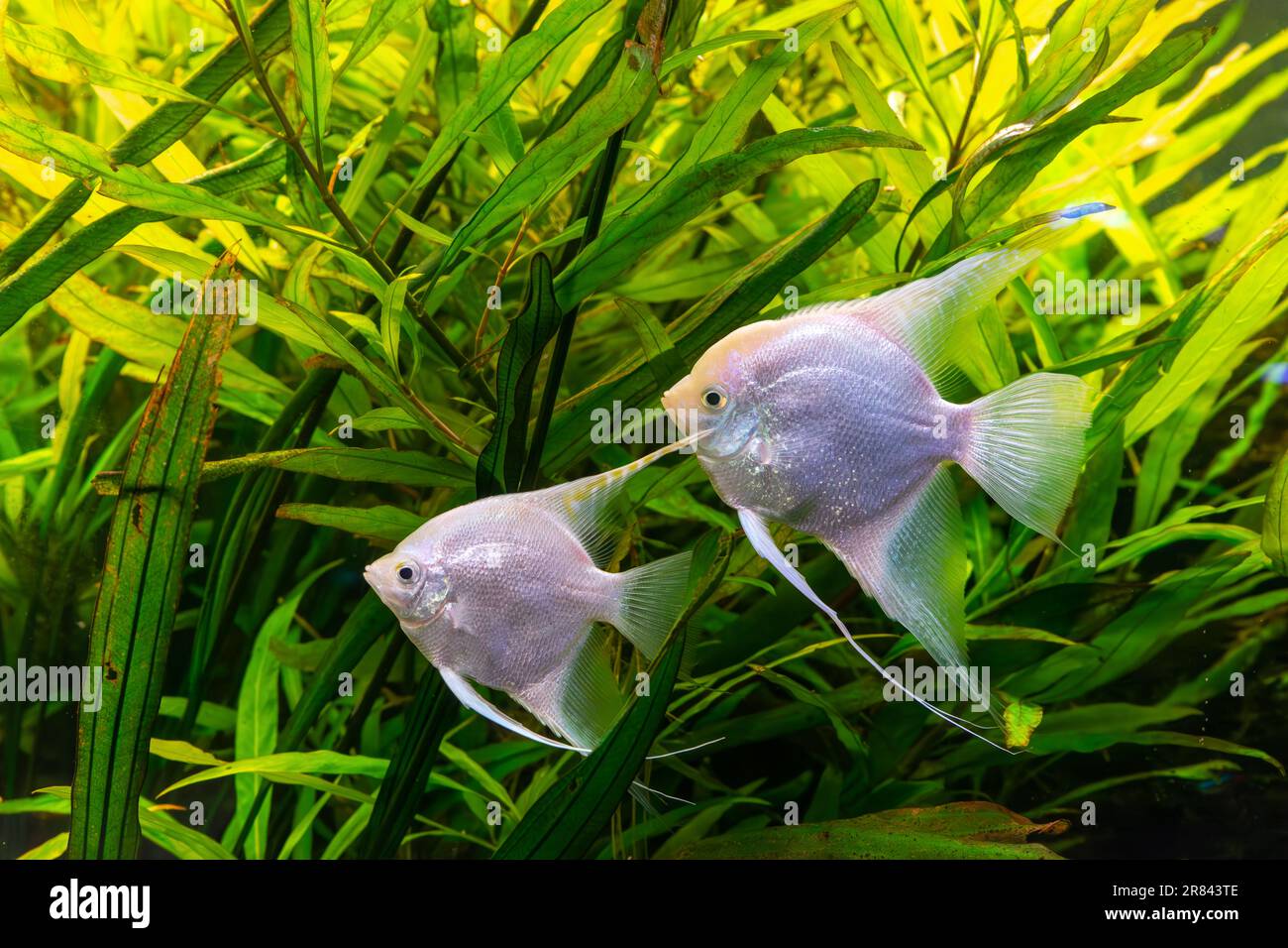 Poisson tropical Pterophyllum scalare altum, angelfish nageant dans l'eau d'aquarium wtih algues vertes. Deux poissons d'argent blanc dans la piscine d'oceanarium. Aquatique o Banque D'Images