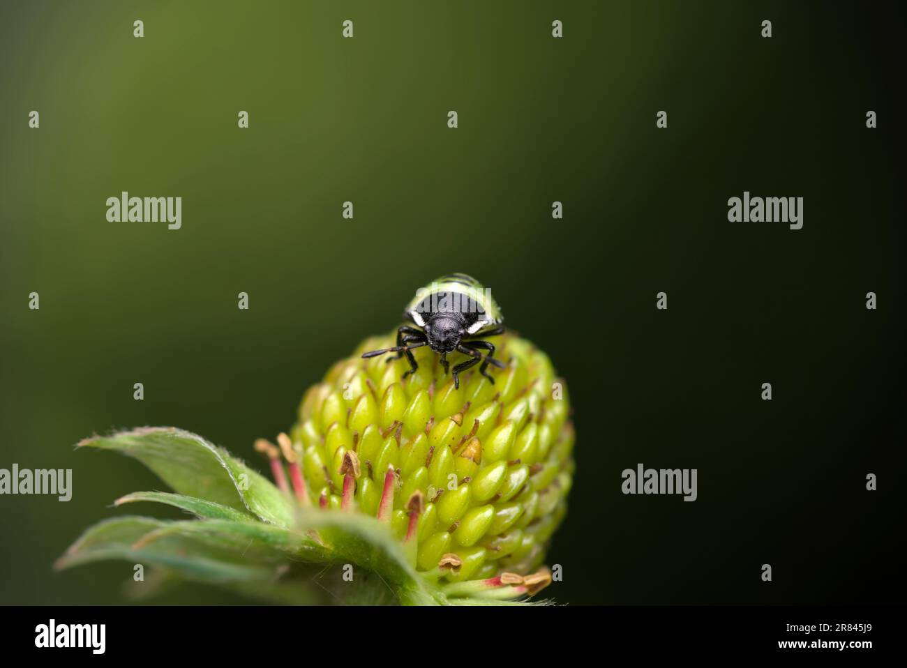 Jeune nymphe d'un insecte de bouclier vert (Palomena prasina) suçant sur un fruit, fraise, macro photographie, insecte, larve, nature, biodiversité Banque D'Images