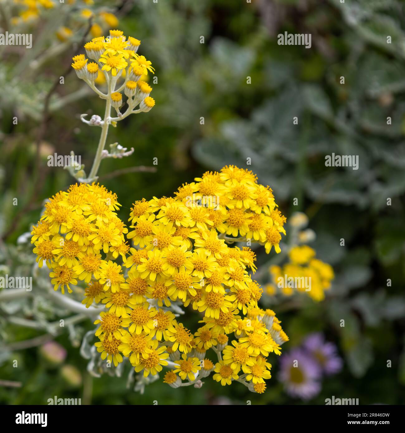 Dusty-miller, Jacobaea maritima, floraison à Polzeath Cornwall Banque D'Images