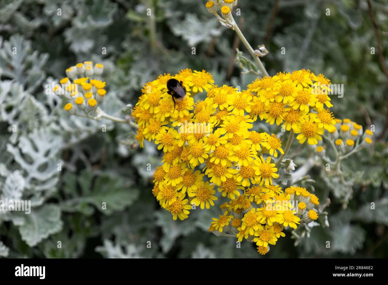 Abeille sur Dusty-miller, Jacobaea maritima, floraison à Polzeath Cornwall Banque D'Images