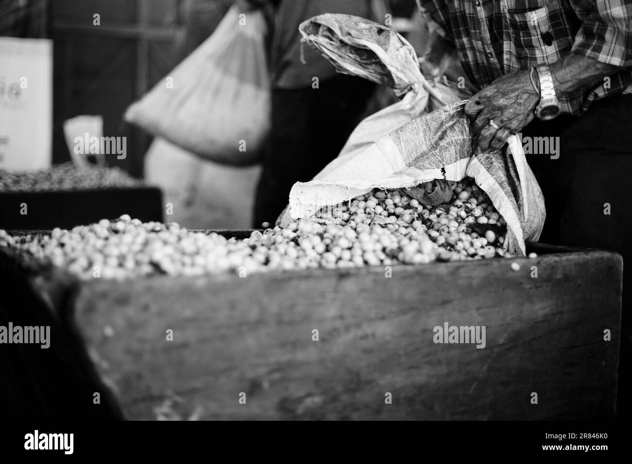 Mains d'un ouvrier vidant un sac plein de haricots dans une usine de café à Chiapas, Mexique (noir et blanc) Banque D'Images