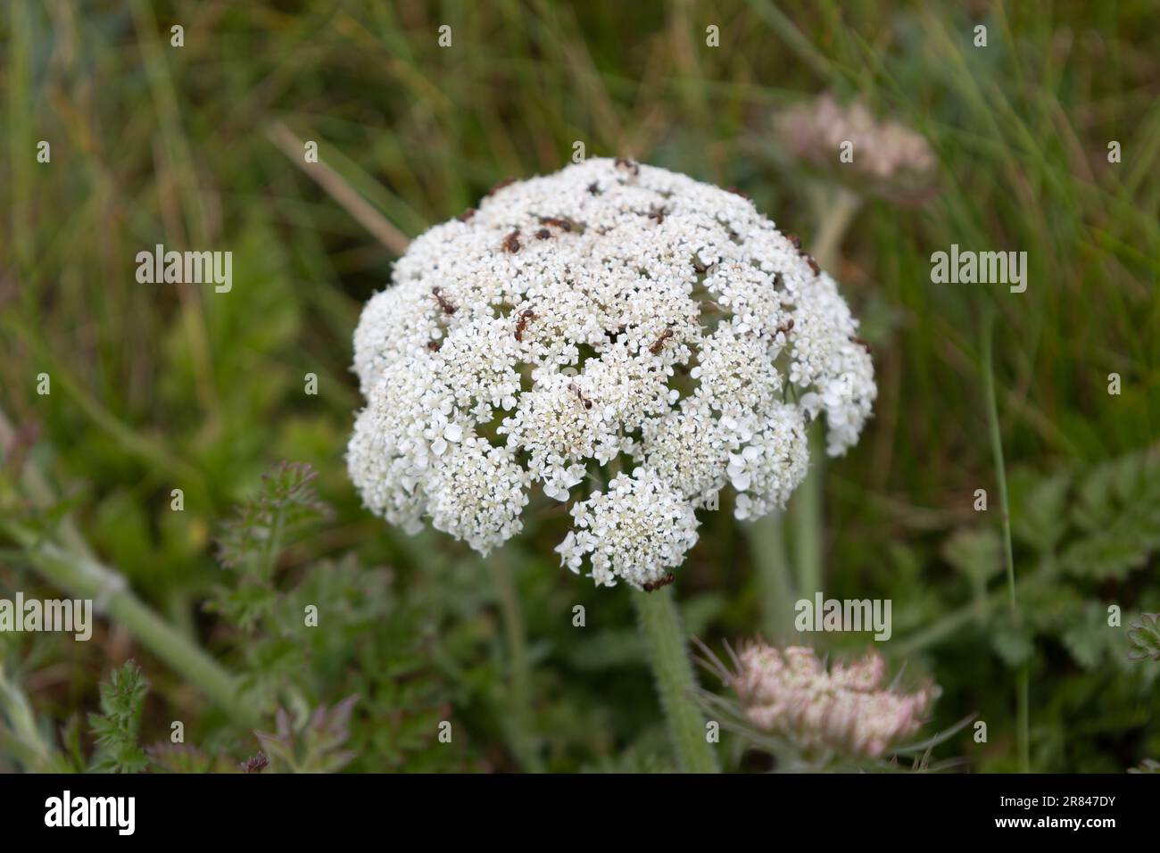 Toothpickweed, Visnaga daucoides Gartn, floraison près de Padstow en cornouailles Banque D'Images