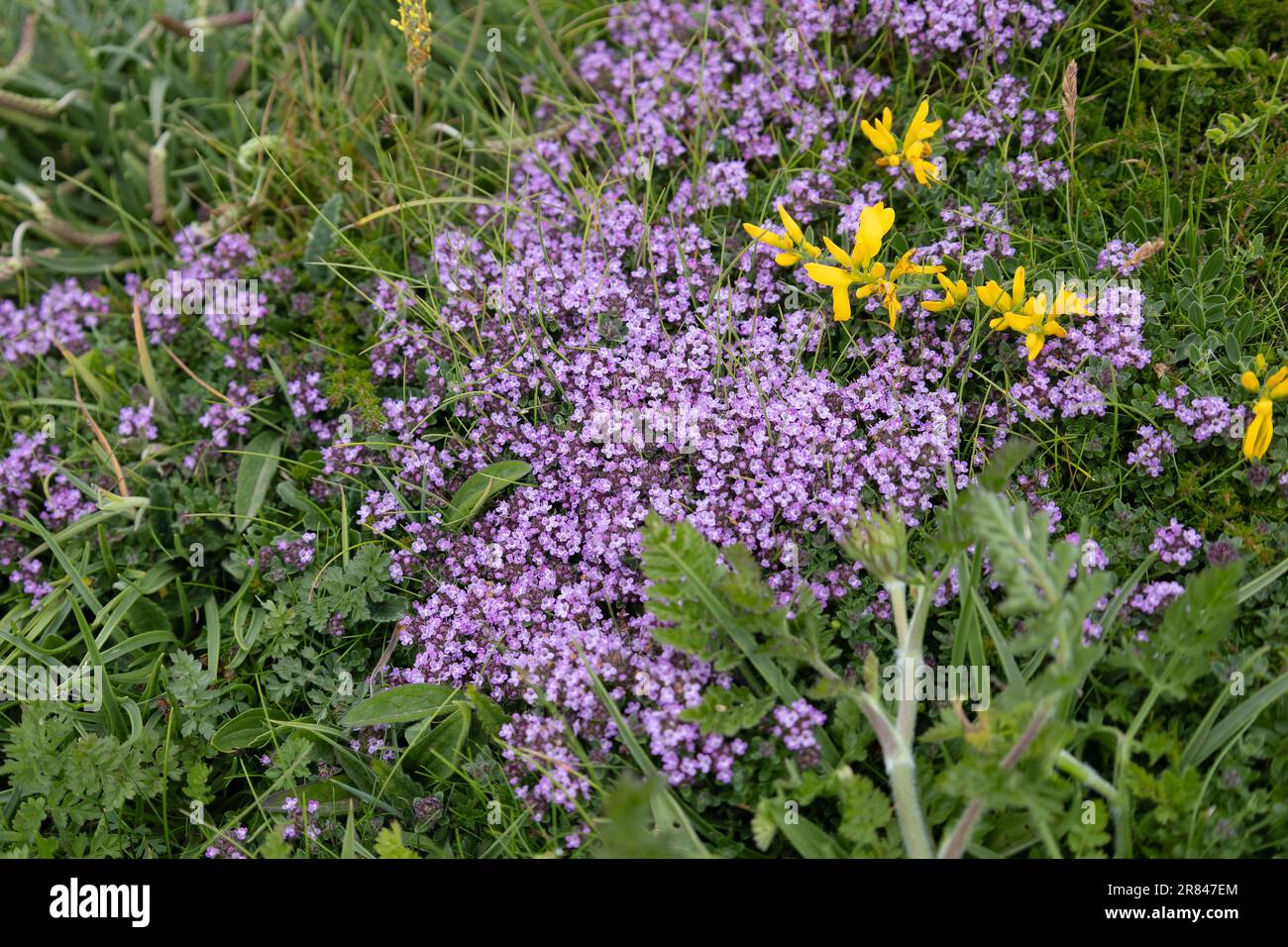 Thyme rampant, Thymus praecox Opiz, floraison près de Padstow dans les Cornouailles Banque D'Images