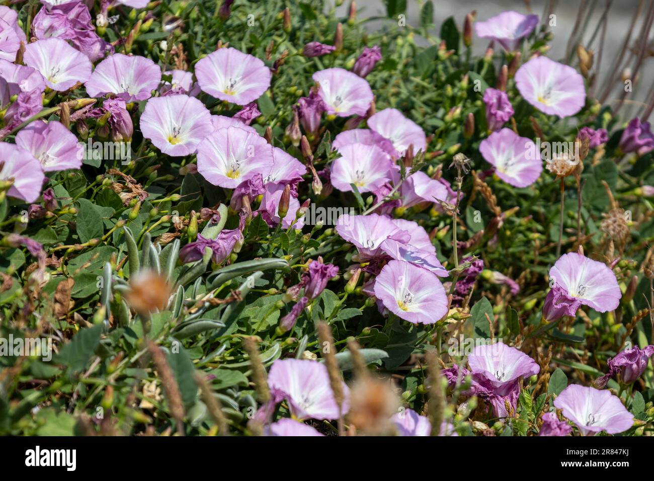 Bindweed de champ, Convolvulus arvensis, floraison à Trevose Head, en Cornouailles Banque D'Images