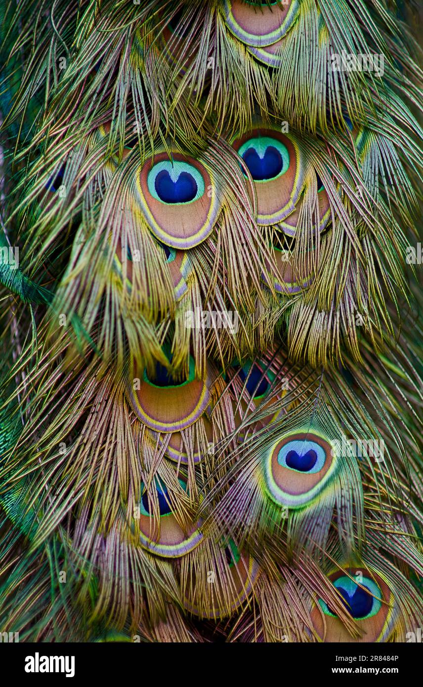 Un gros plan des plumes multicolores de la queue d'un paon à l'Arboretum de Los Angeles à Arcadia, en Californie. Banque D'Images