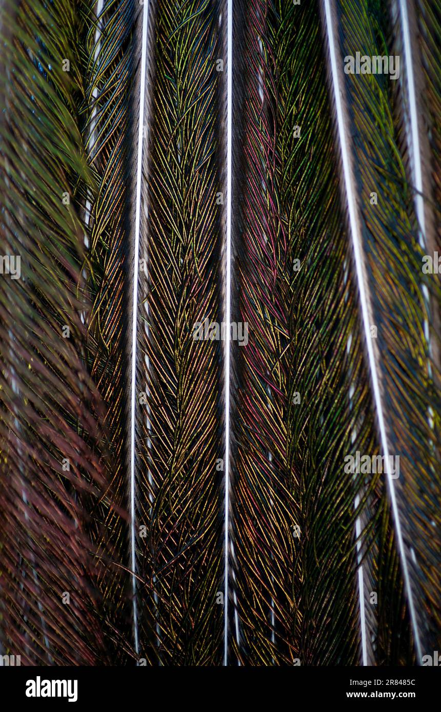 Le dessous des plumes d'un paon est vu sur un paon à l'Arboretum de Los Angeles à Arcadia, en Californie. Banque D'Images