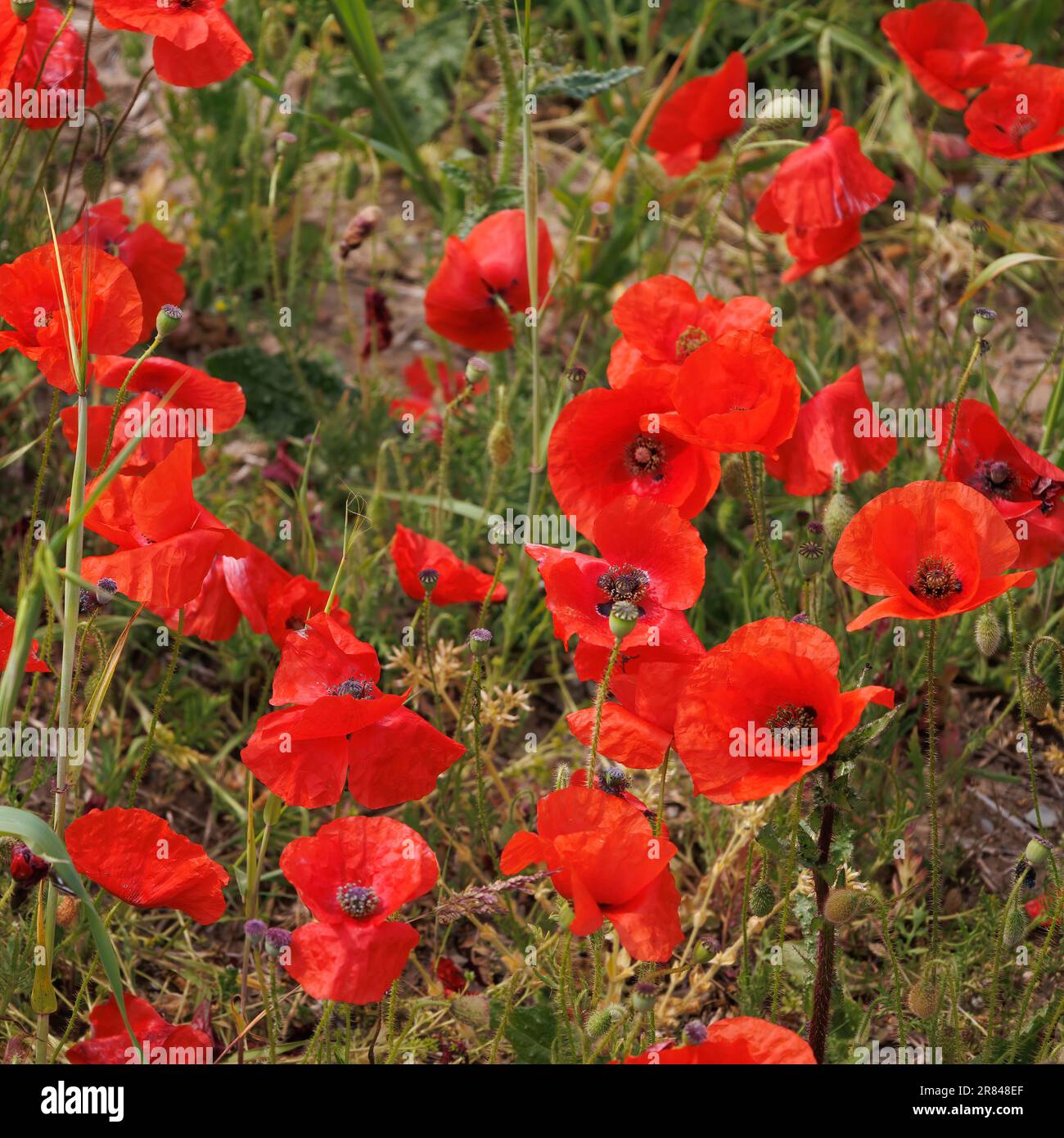 Vue sur les coquelicots en fleur dans un champ de West Pentire Cornwall Banque D'Images