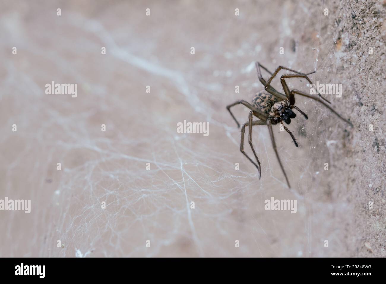 Grande araignée domestique sur une toile - Tegenaria domestica, en arrière-plan une pierre Banque D'Images