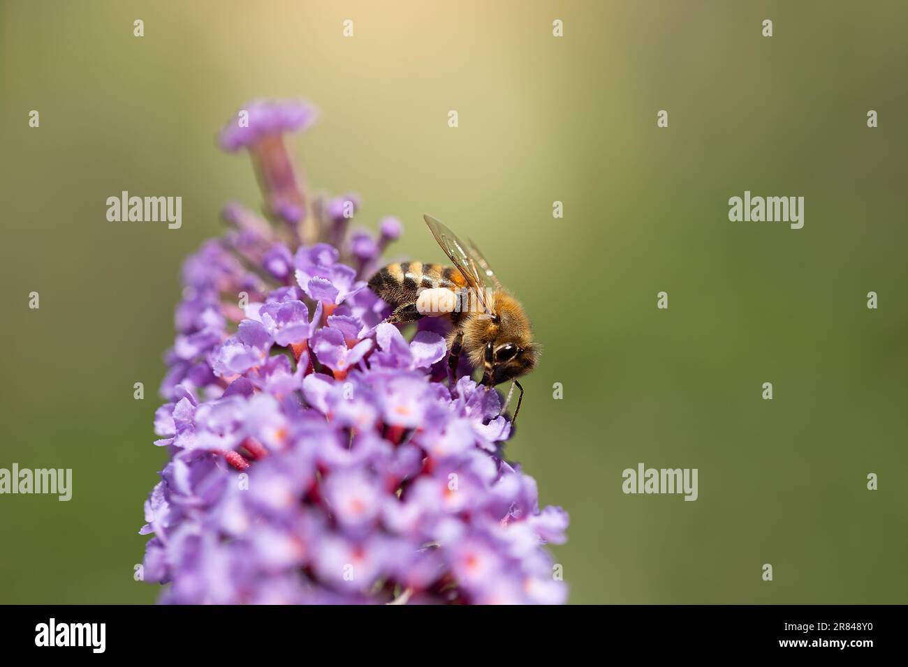 Une abeille avec un sac de pollen repose sur une fleur de buisson de papillon pourpre Banque D'Images