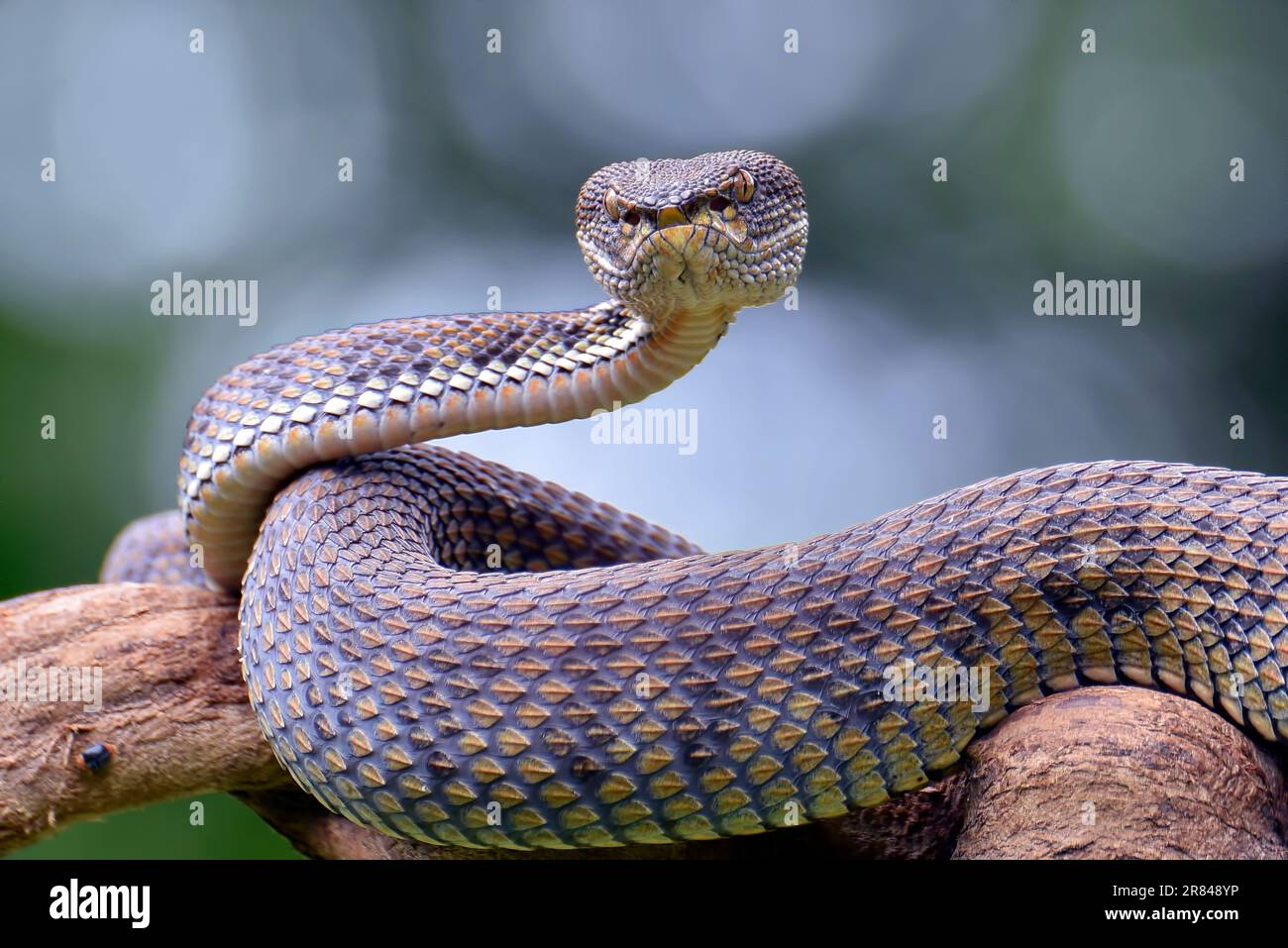 Vipère de mangrove ( Trimeresurus purpureomaculatus ) sur une branche d'arbre Banque D'Images