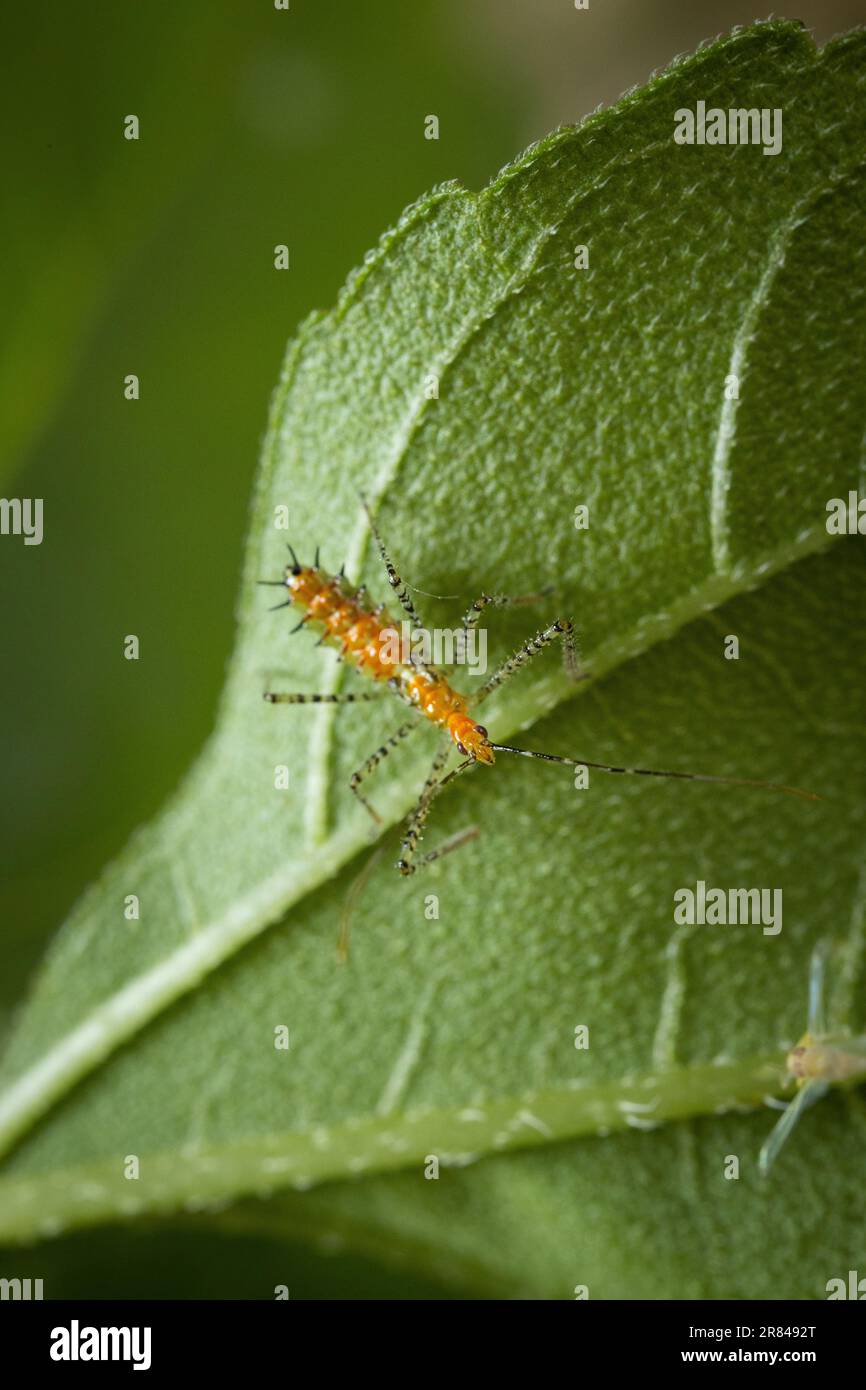 L'insecte Assassin nymphe repose sur la feuille verte Banque D'Images