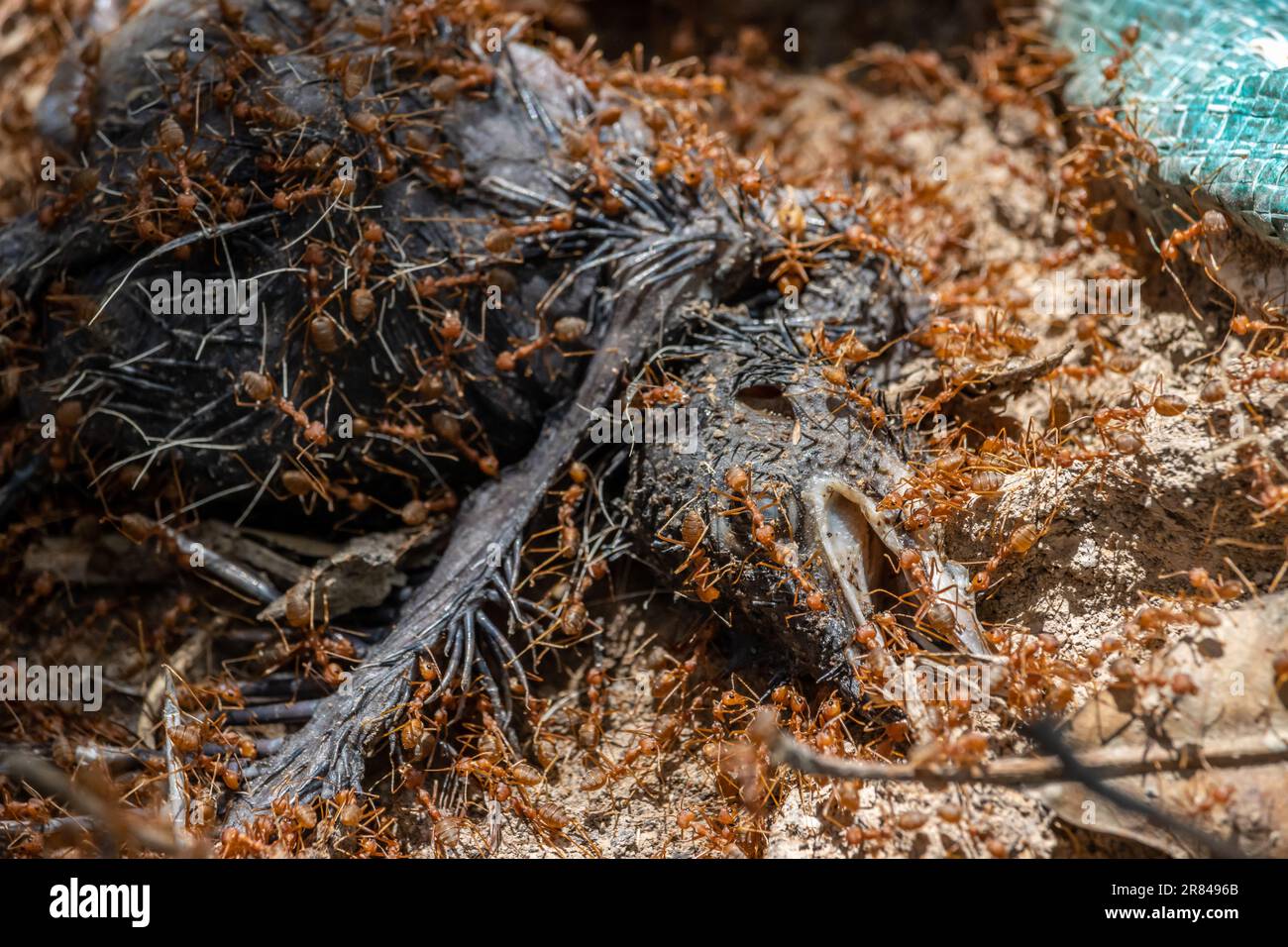 Les fourmis de tisserands (Oecophylla smaragdina) se débarrassent de la carcasse d'un oiseau dans une nature tropicale. Banque D'Images