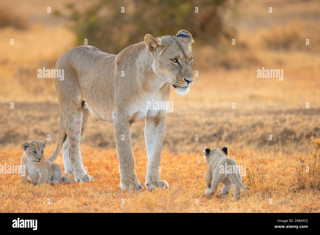 La première sortie des petits ressemble à une sortie amusante sous la protection de leur mère. OL Pejeta conservancy, Kenya : des images ADORABLES des oursons de lion les plus coupés ? f Banque D'Images
