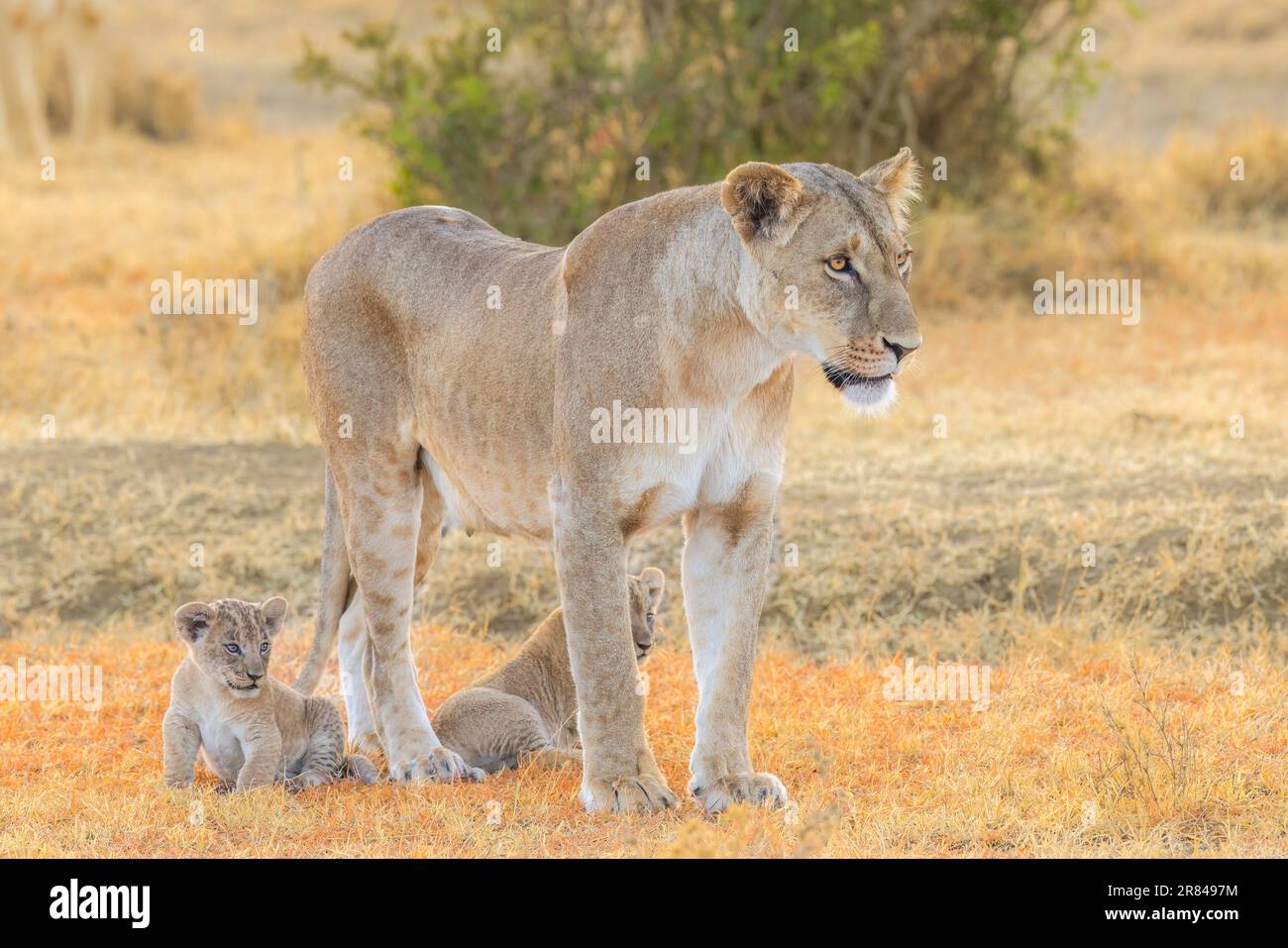 La première sortie des petits ressemble à une sortie amusante sous la protection de leur mère. OL Pejeta conservancy, Kenya : des images ADORABLES des oursons de lion les plus coupés ? f Banque D'Images