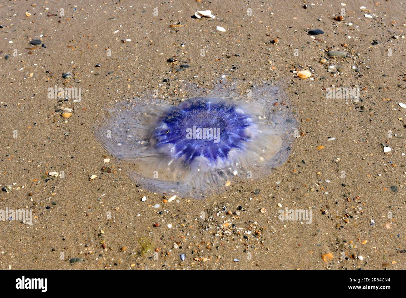 Méduses bleues sur la plage d'Anglesey, pays de Galles, Royaume-Uni Banque D'Images