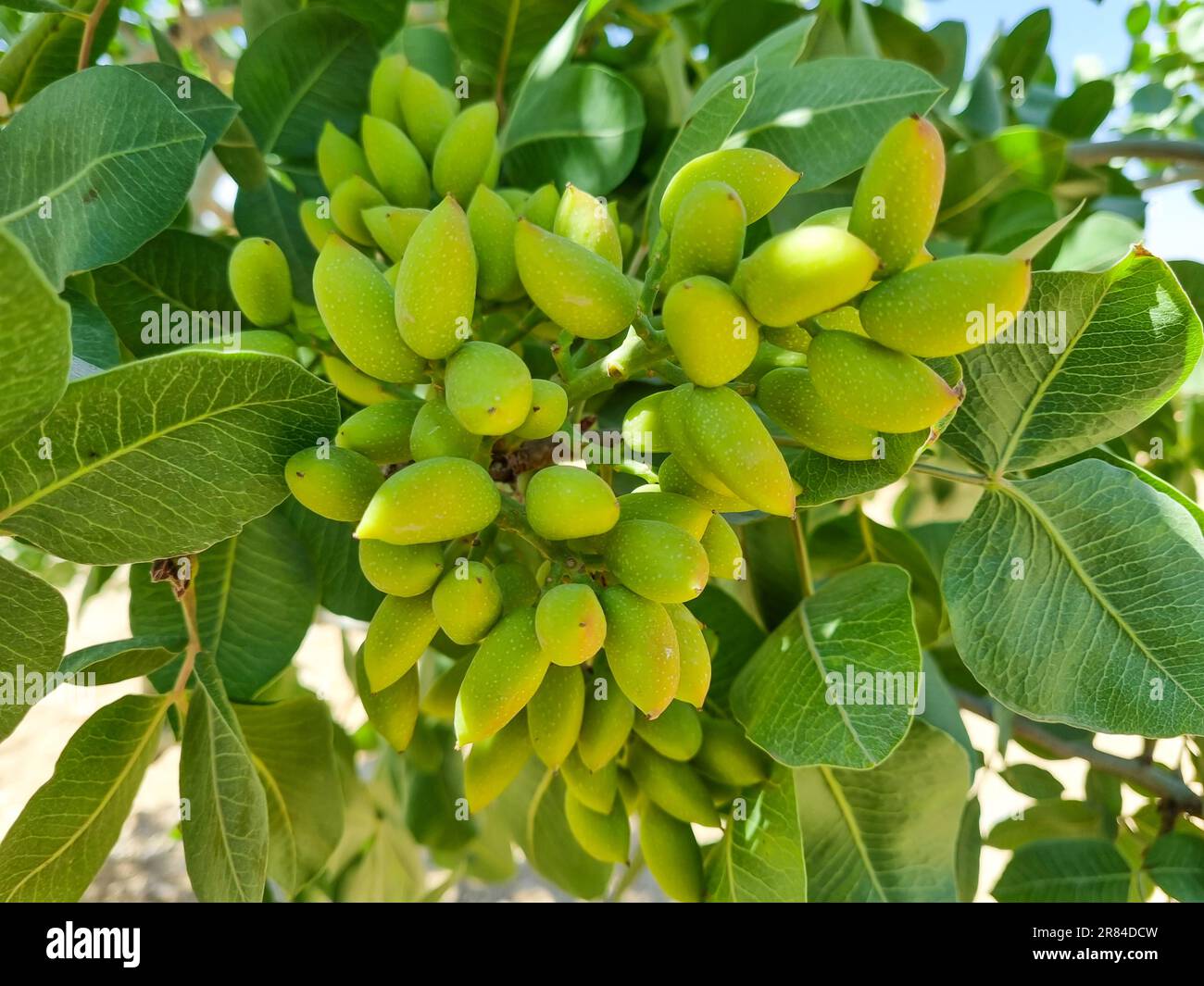 Jeunes pistaches vertes fraîches sur l'arbre Banque D'Images