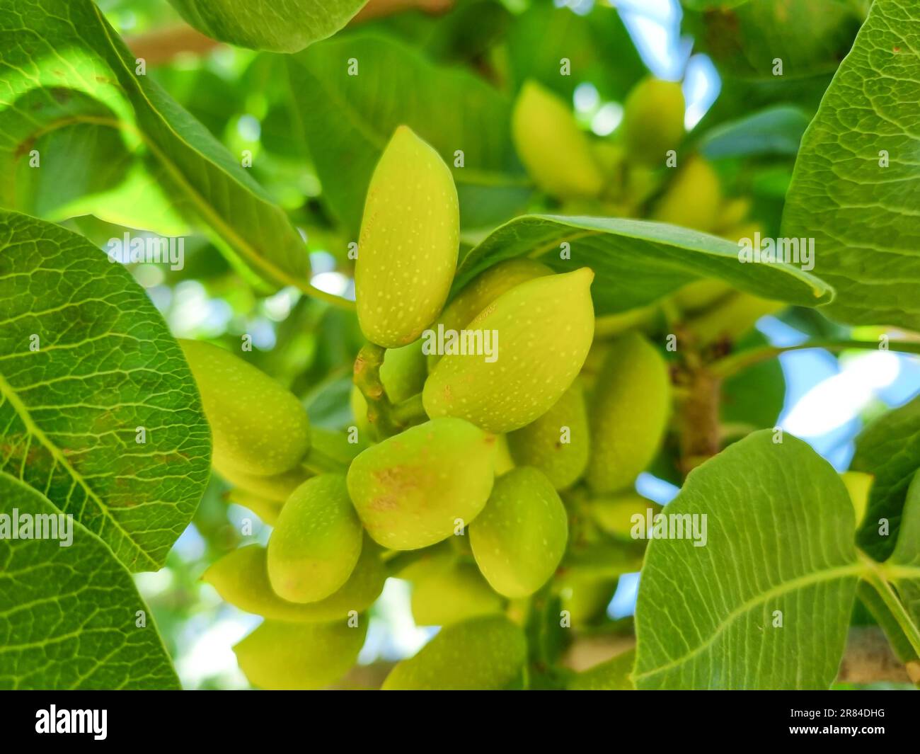 Fruits de pistachios et pistaches vertes fraîches Banque D'Images