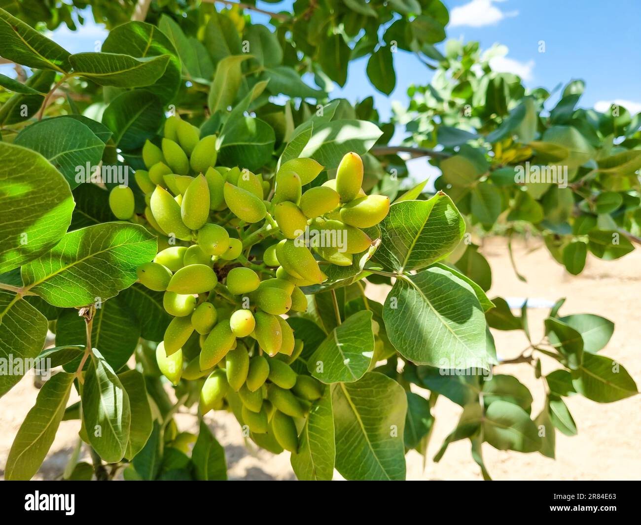 Jeunes pistaches vertes fraîches sur l'arbre Banque D'Images