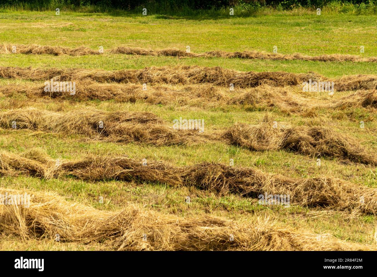 haymaking, fenaison pour le bétail Banque D'Images