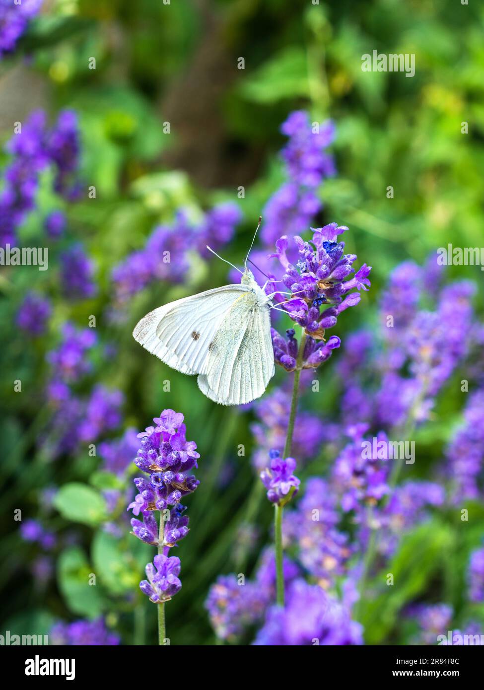 Papillon blanc dans le Bush Lavender - France. Banque D'Images