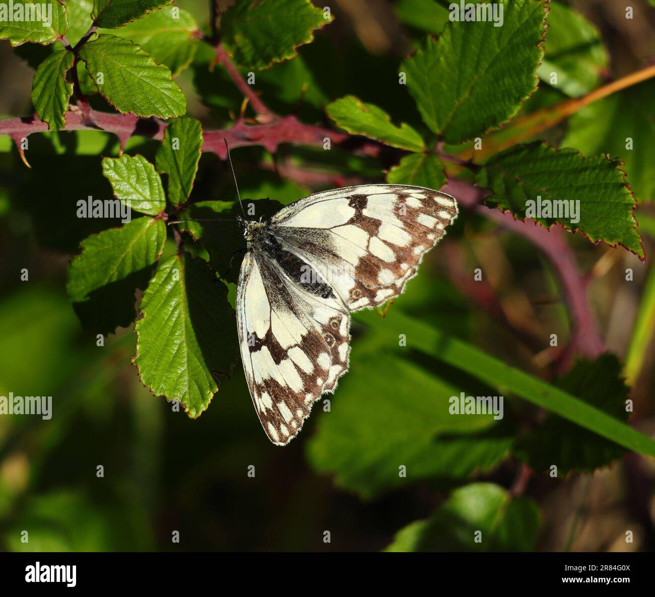 Melanargia lachesis - papillon blanc en marbre ibérique rarer crémeux jaune de couleur de fond. Repose sur une feuille de buisson blackberry. Oeiras, Portugal Banque D'Images