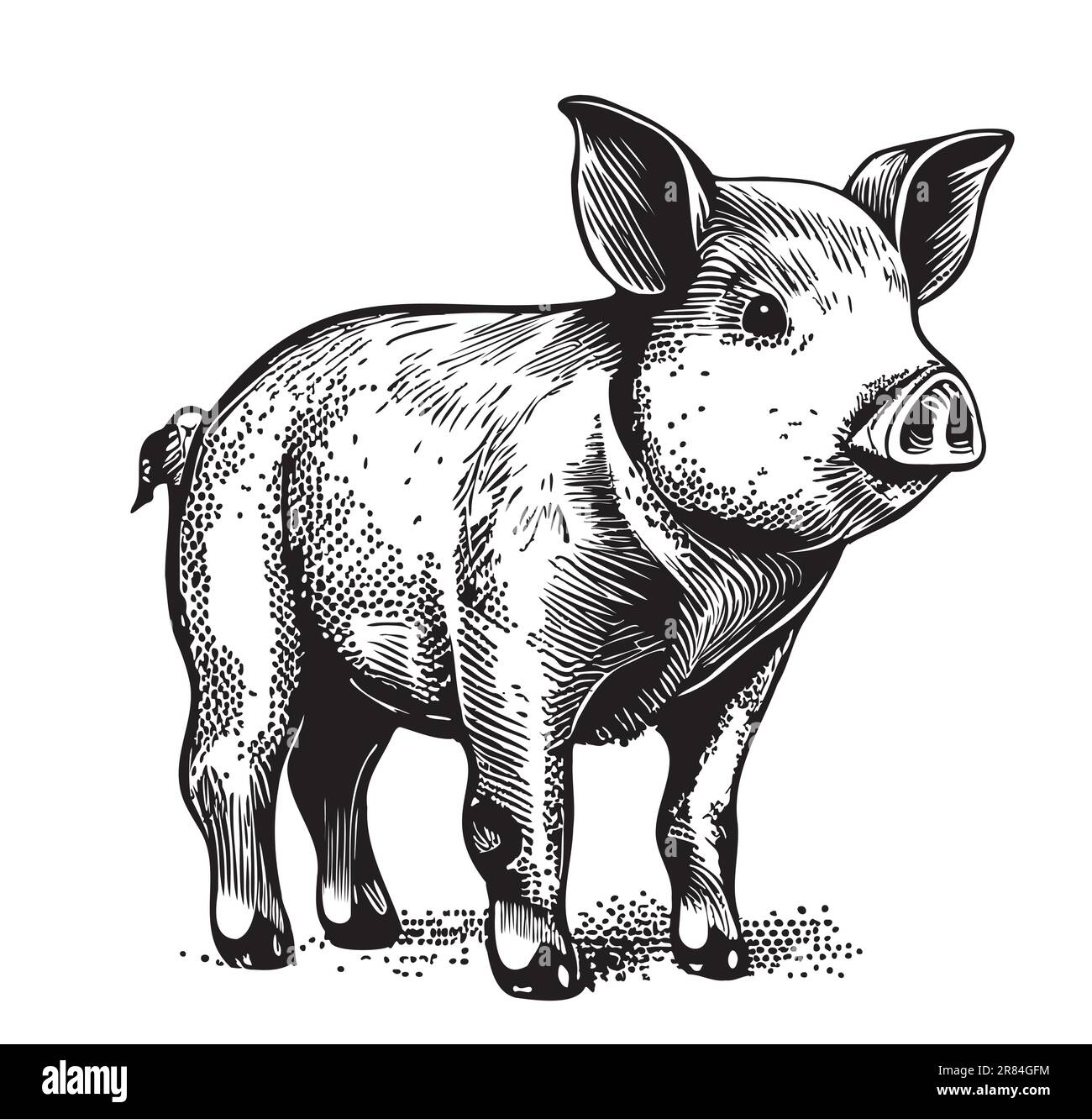 Joli cochon dessin à la main illustration agricole Illustration de Vecteur