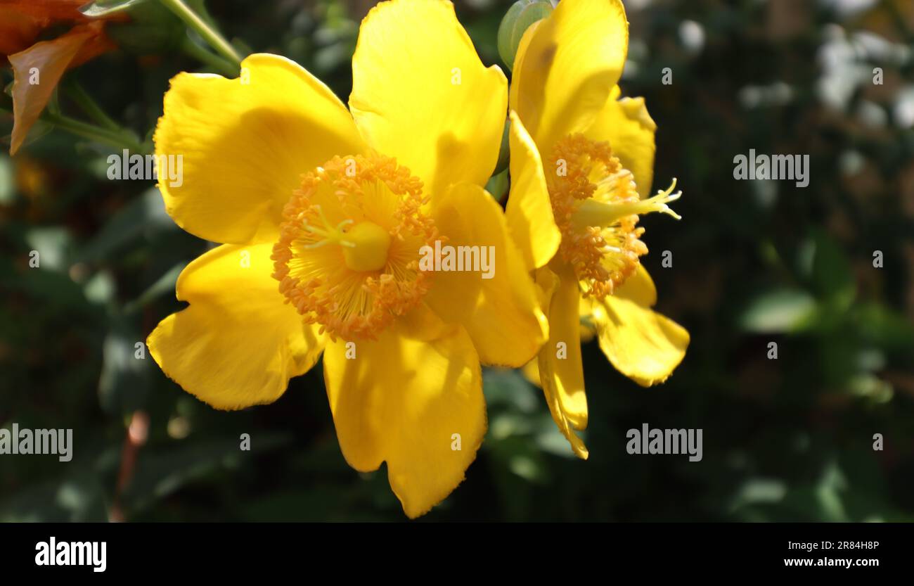Fleurs d'Hypericum perforatum, connu sous le nom de St. Millepertuis Banque D'Images