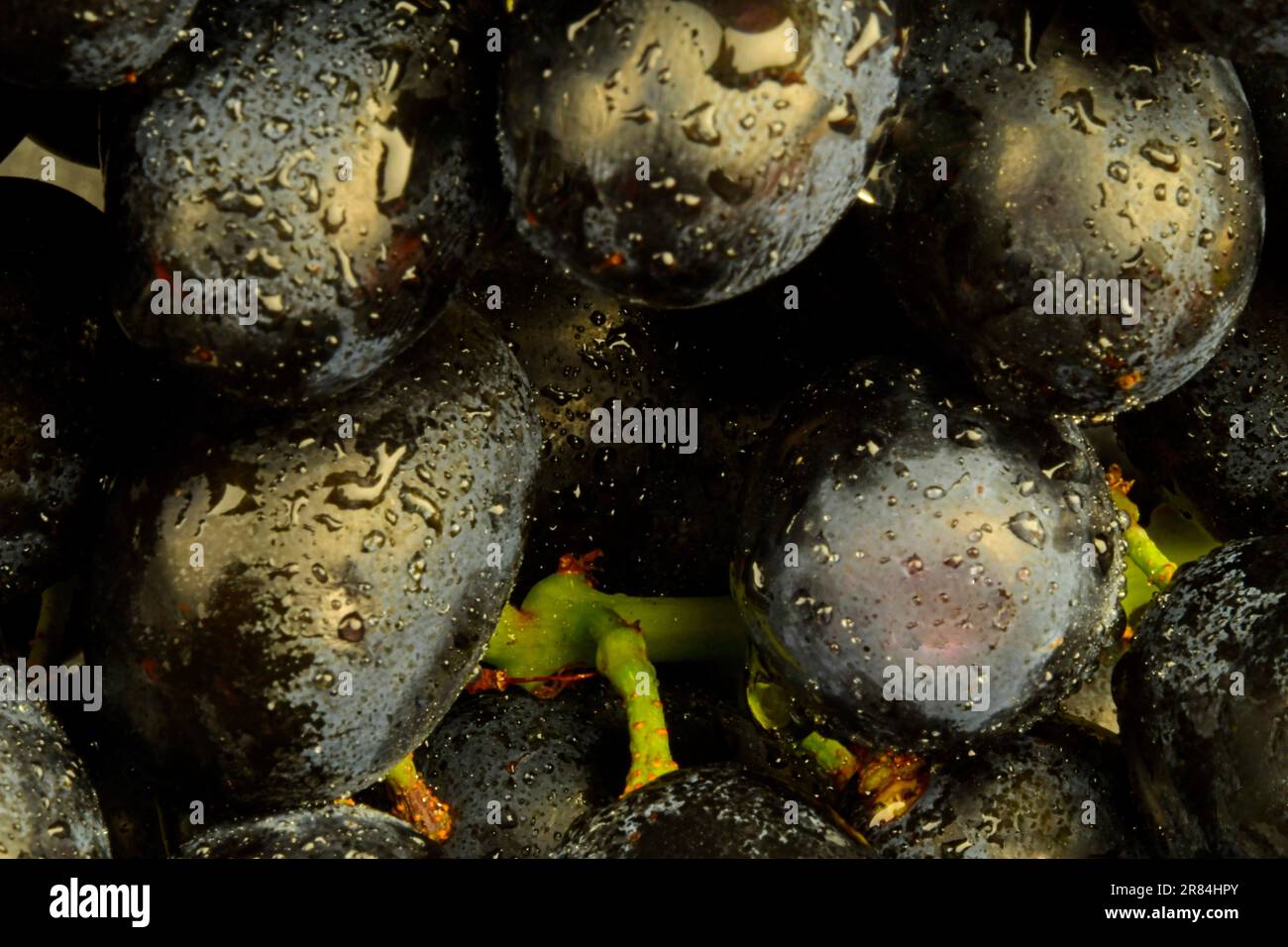 Gros plan de raisins noirs frais. Raisins noirs mûrs. Gros plan de raisins noirs frais avec gouttes d'eau. Image macro horizontale Banque D'Images