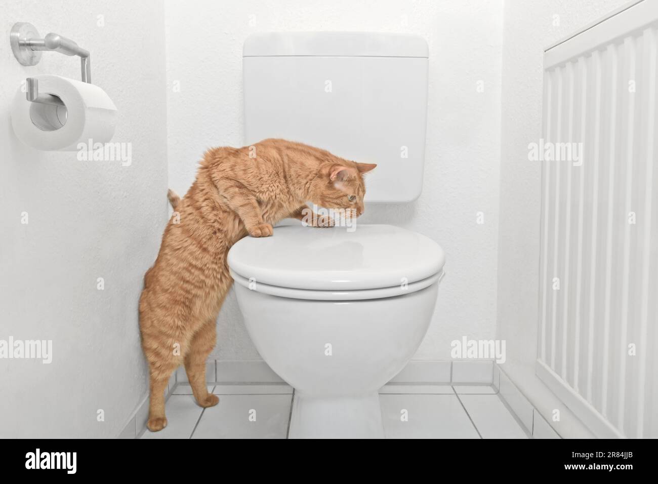 Chat sur les toilettes Banque de photographies et d’images à haute — free download