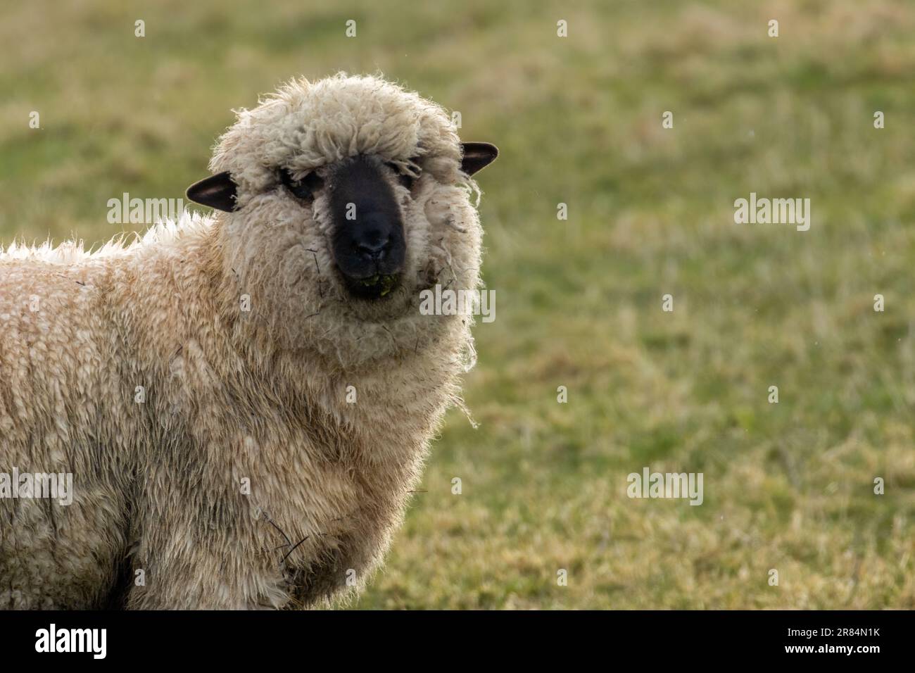 Un mouton Shropshire dans le champ Banque D'Images