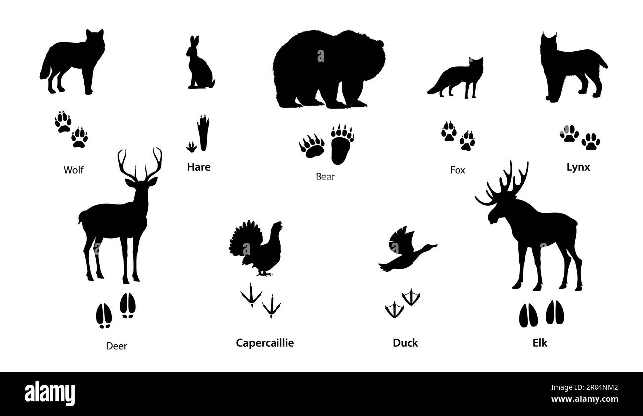 Silhouettes d'animaux forestiers et d'oiseaux avec empreintes de pas. Empreintes vectorielles de pattes de loup, ours, renard, lynx et lièvre, traces noires isolées de sabots de cerfs, wapitis ou orignaux, pattes de canard et de capercaillie Illustration de Vecteur Silhouettes d'animaux forestiers et d'oiseaux avec empreintes de pas. Empreintes vectorielles de pattes de loup, ours, renard, lynx et lièvre, traces noires isolées de sabots de cerfs, wapitis ou orignaux, pattes de canard et de capercaillie Illustration de Vecteur