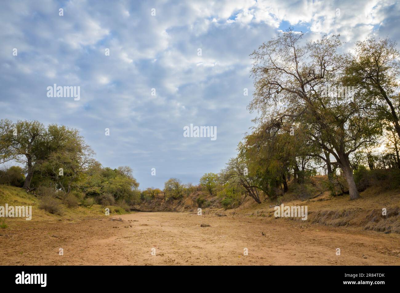 Lit de sable sec avec arbres, parc national Kruger, Limpopo, Afrique du Sud. Banque D'Images