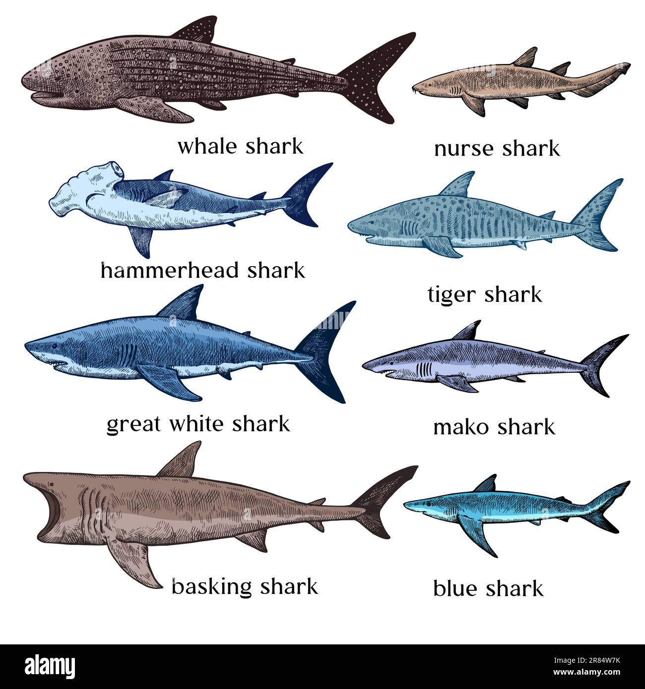 Types de requins. Grand jeu d'illustrations à l'encre dessinées à la main avec style de gravure rétro. Grand requin blanc, requin tigre, requin marteau et autre rouge de mer Illustration de Vecteur