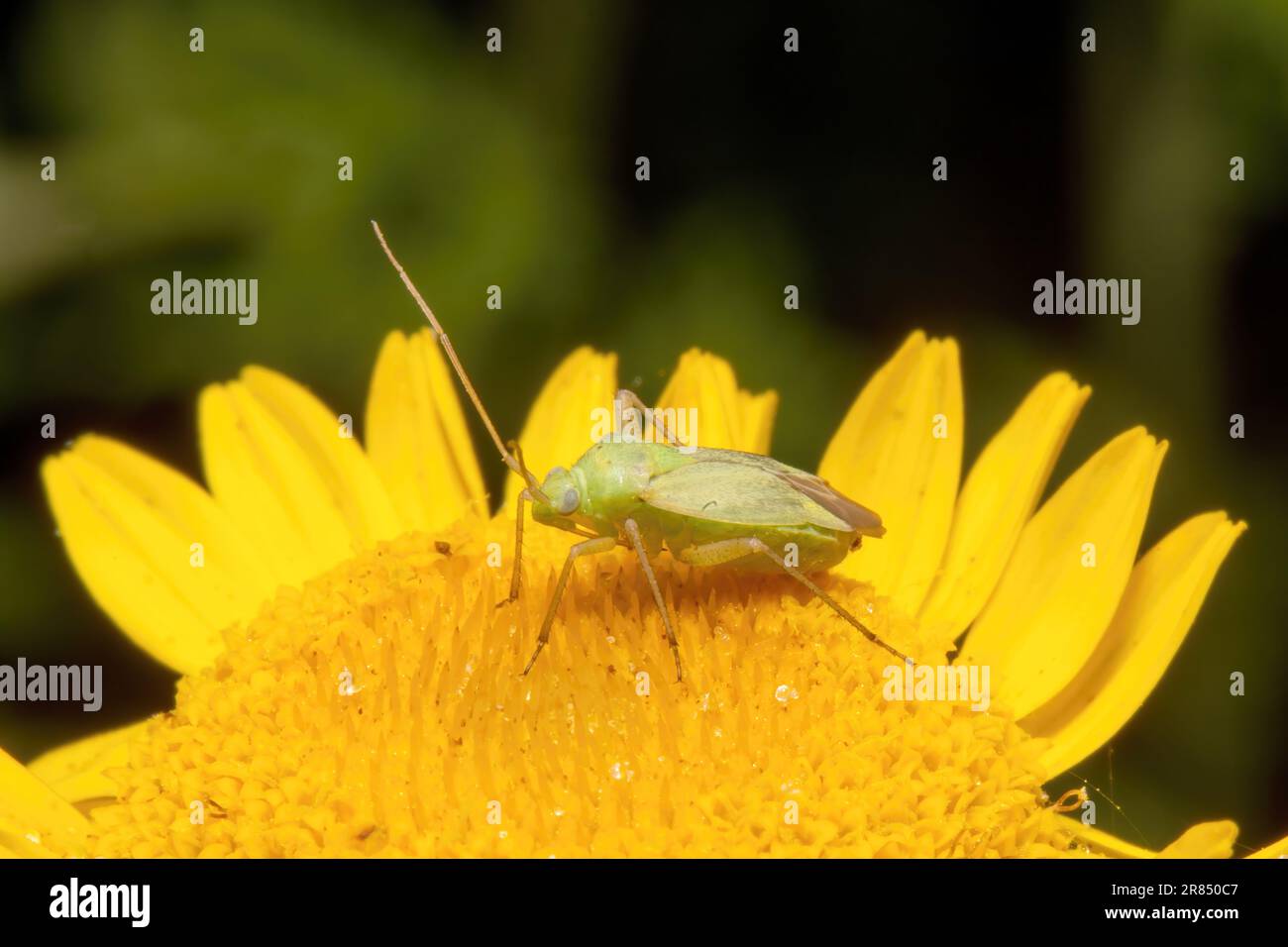 deux insectes d'herbe tachetés se trouvent sur une fleur jaune sur un arrière-plan flou Banque D'Images