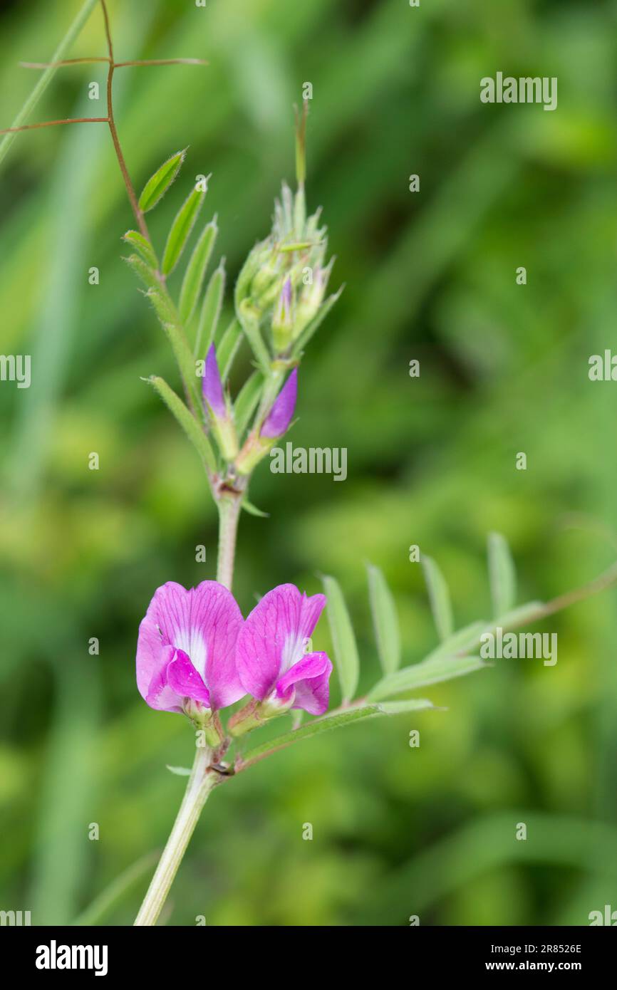 Etch commun, Vicia sativa, fleurs sauvages, Sussex, Royaume-Uni, Mai Banque D'Images