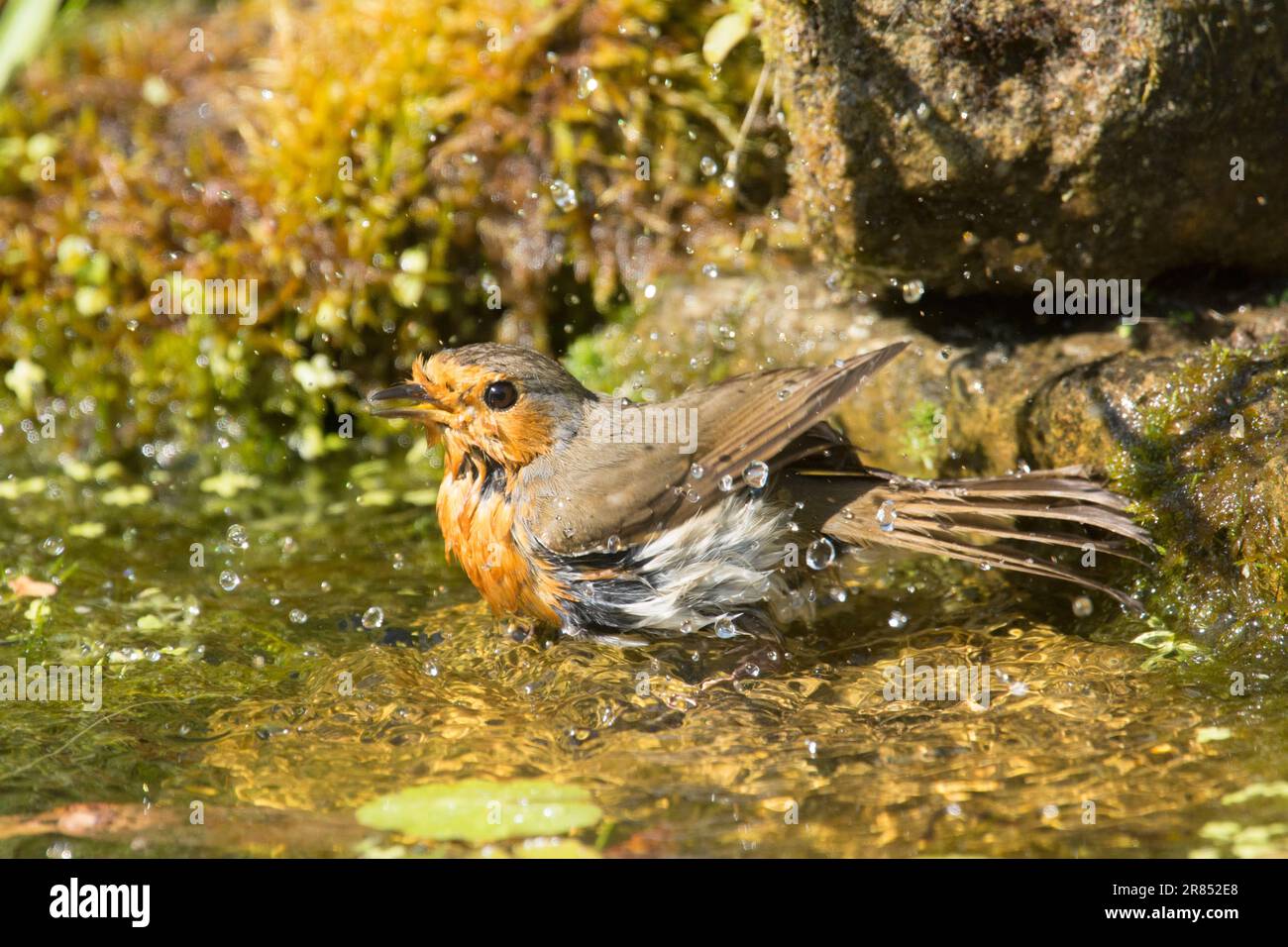 Robin, erithacus rubecula, baignade dans un étang de jardin, mai Banque D'Images