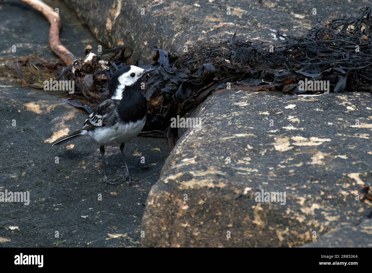 Pied Wagtail sur Rocks Banque D'Images