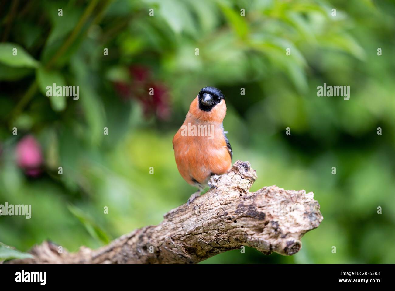 Bullfinch eurasien mâle adulte (Pyrrhula pyrrhula) posé sur une branche épaisse avec un fond vert naturel et verdoyant - Yorkshire, Royaume-Uni (juin 2023) Banque D'Images
