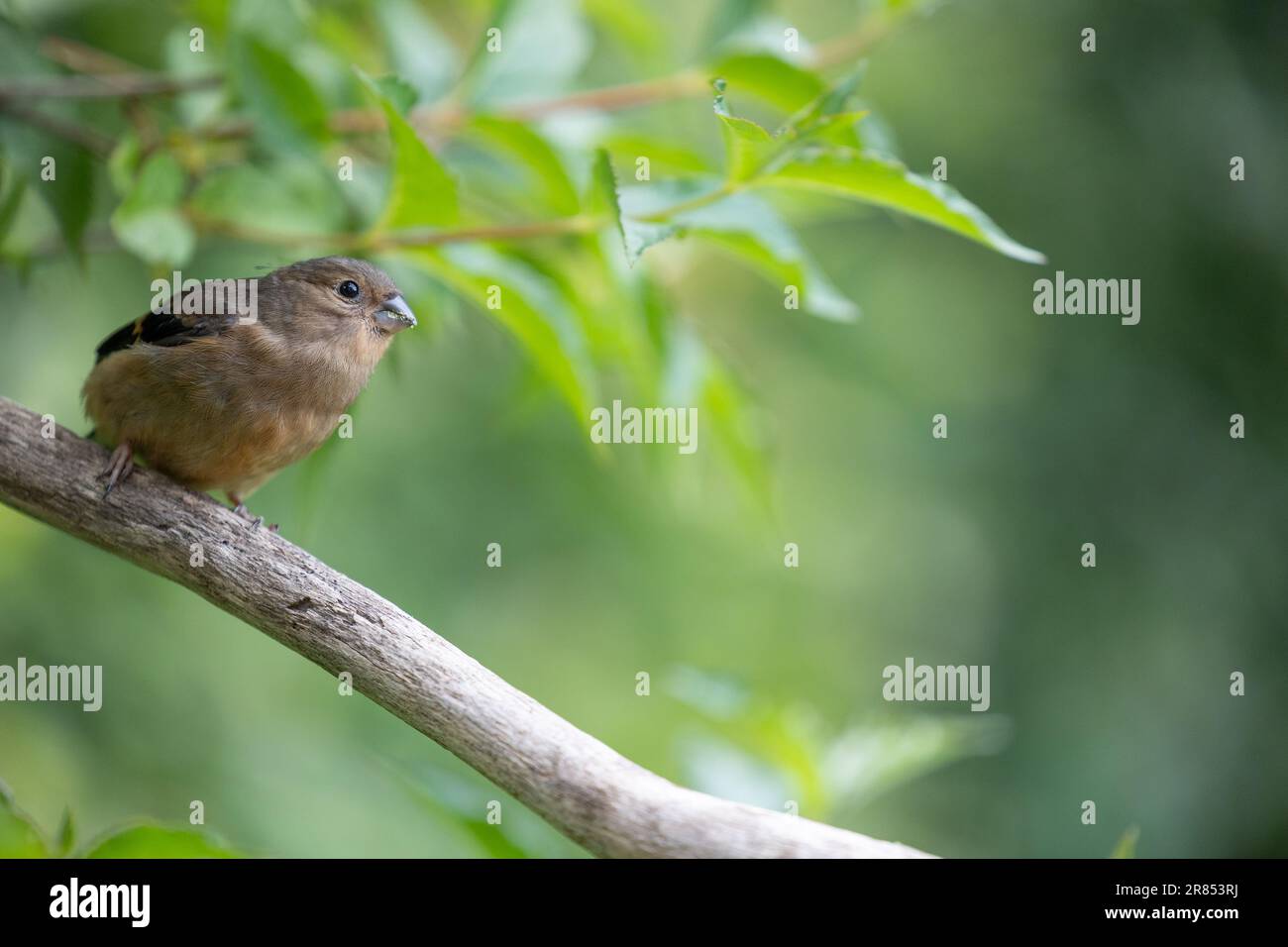 Jeune Bullfinch eurasien juvénile (Pyrrhula pyrrhula) perchée sur une branche avec un fond de feuillage vert. Yorkshire, Royaume-Uni (juin 2023) Banque D'Images