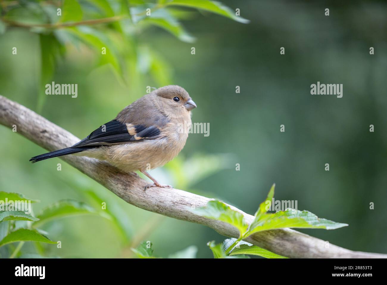 Jeune Bullfinch eurasien juvénile (Pyrrhula pyrrhula) perchée sur une branche avec un fond de feuillage vert. Yorkshire, Royaume-Uni (juin 2023) Banque D'Images