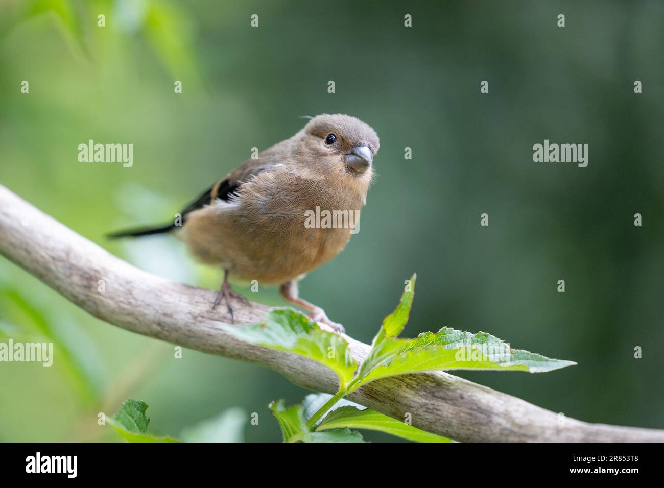 Jeune Bullfinch eurasien juvénile (Pyrrhula pyrrhula) perchée sur une branche avec un fond de feuillage vert. Yorkshire, Royaume-Uni (juin 2023) Banque D'Images