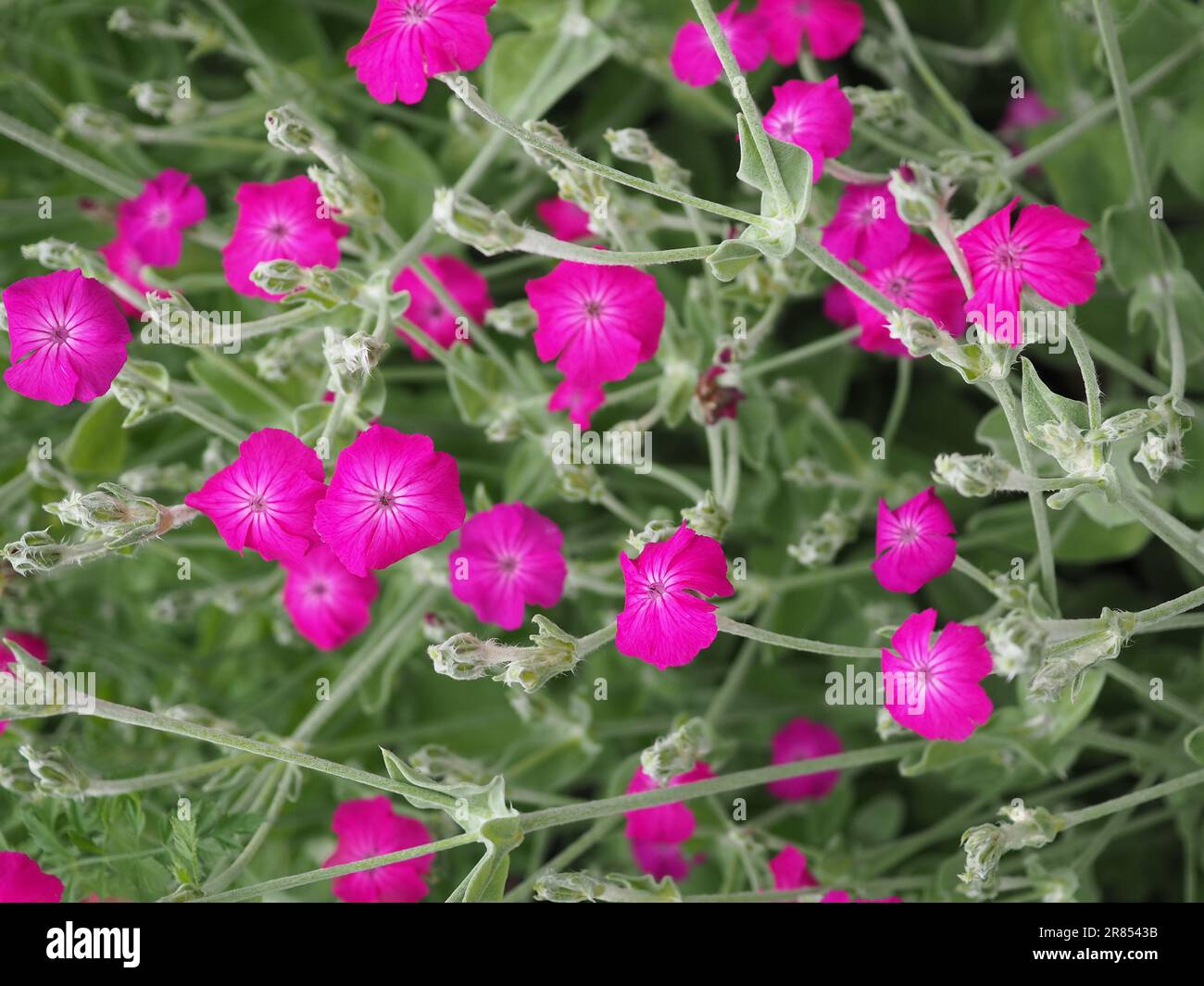 Lychnis coronaria ou silene coronaria (rose campion) - fleurs rose vif et feuillage gris-vert, une plante de jardin cottage qui s'auto-ensemence librement Banque D'Images