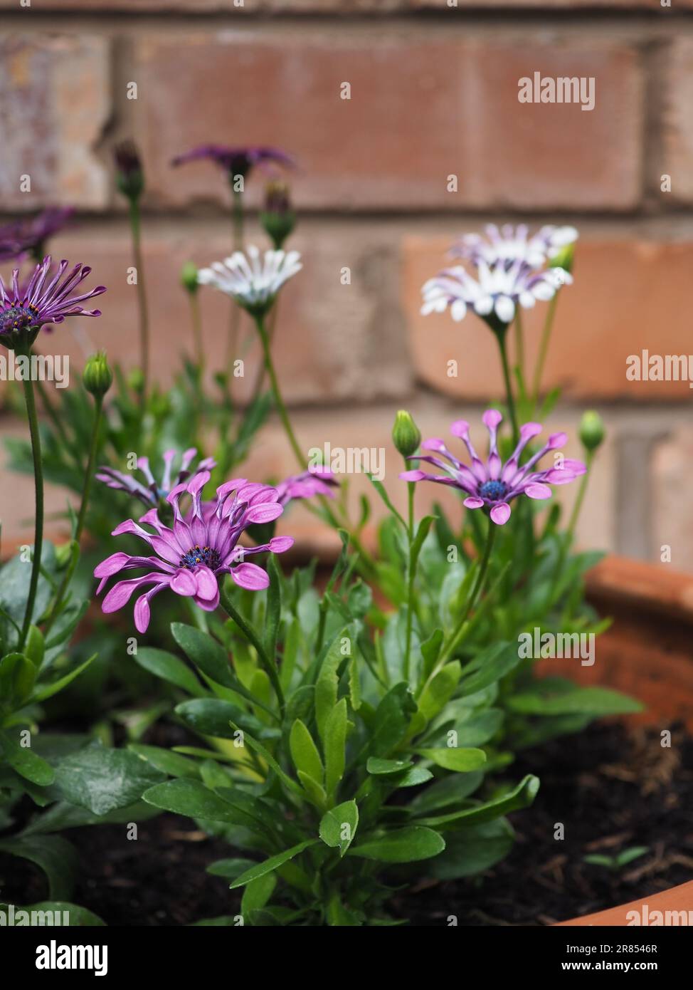 Osteospermum 'Spider' cuillère fleurs dans un côté pot sur montrant la plante entière et la tige contre un mur de briques vintage dans un jardin de chalet Banque D'Images