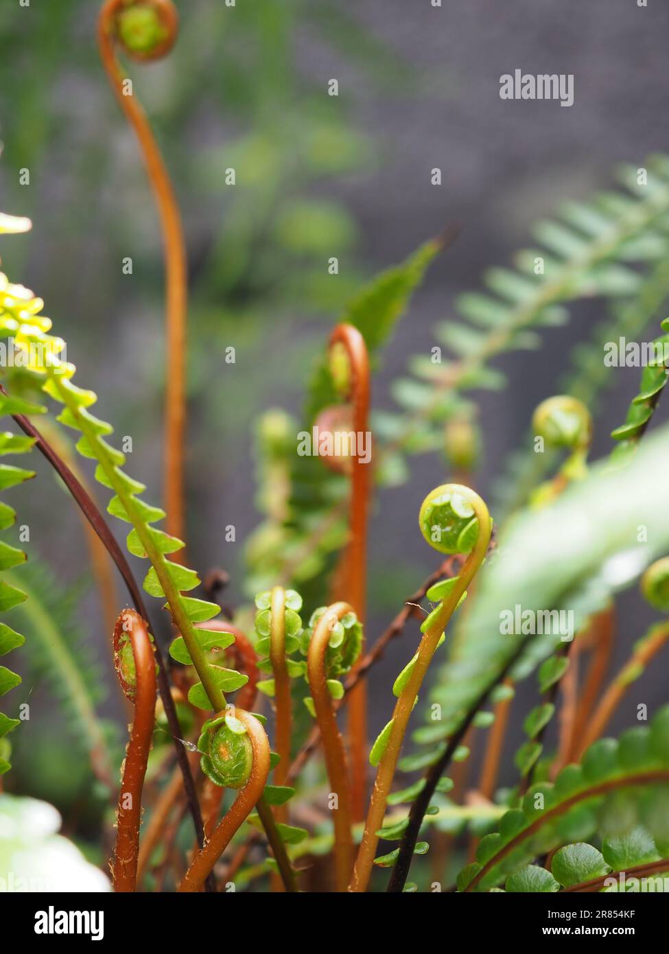 Un gros plan des jeunes frondes déroulantes de la fougère épicée Blechnum (ou fougère de cerf) dans un coin ombragé d'un jardin britannique au printemps Banque D'Images