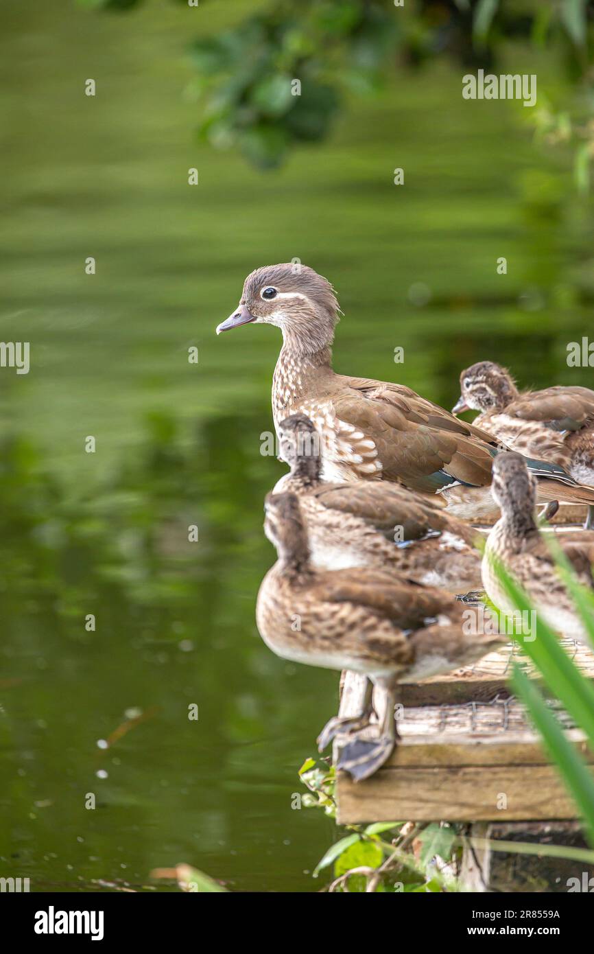 Canetons mandarins sauvages (Aix galericulata) en sortie en famille avec leur mère canard contemplant une baignade dans l'eau. Banque D'Images