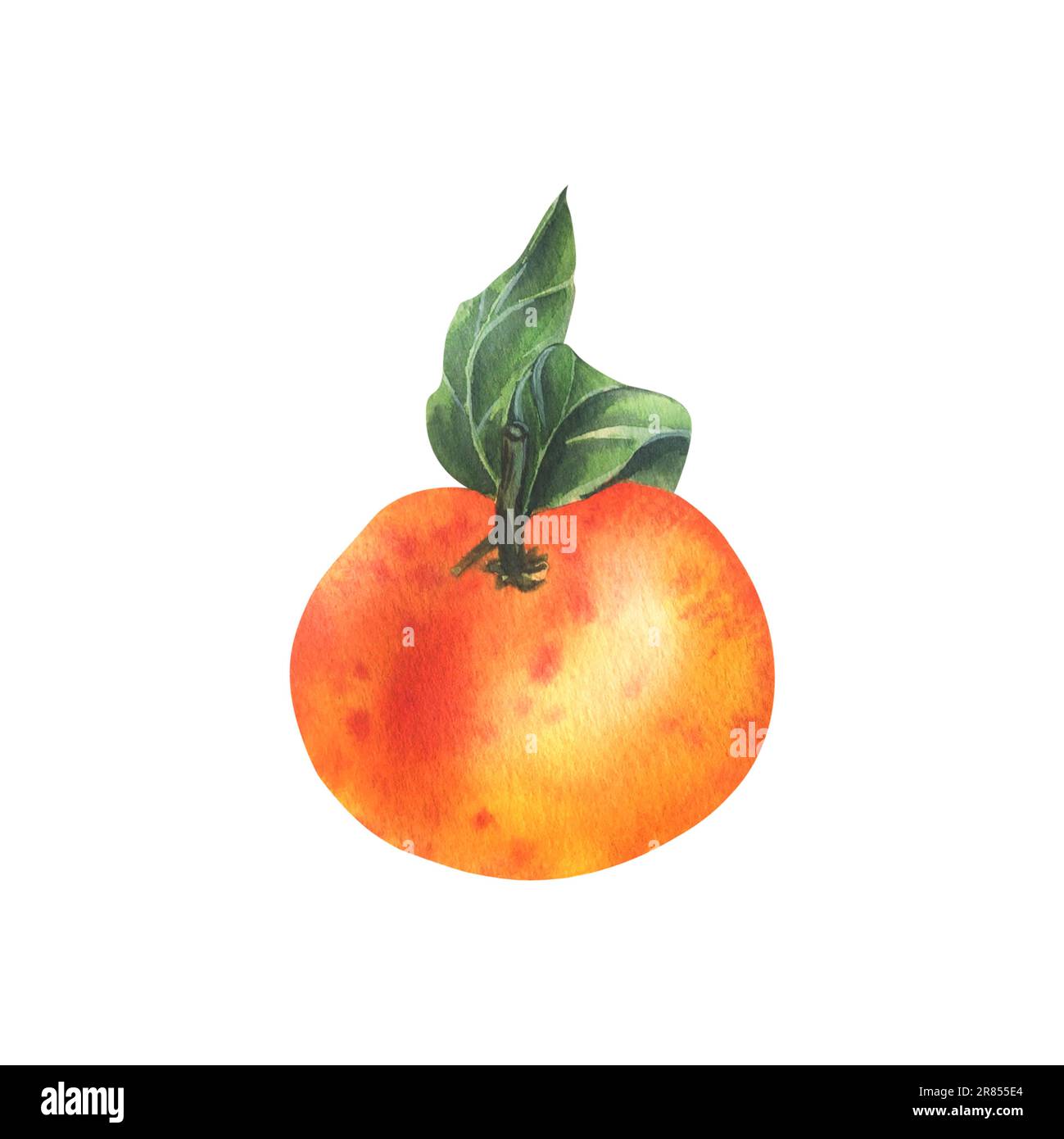 Mandarine orange avec branche et feuilles vertes, agrumes et fruits tropicaux. Illustration aquarelle, dessinée à la main. Objet isolé sur fond blanc Banque D'Images