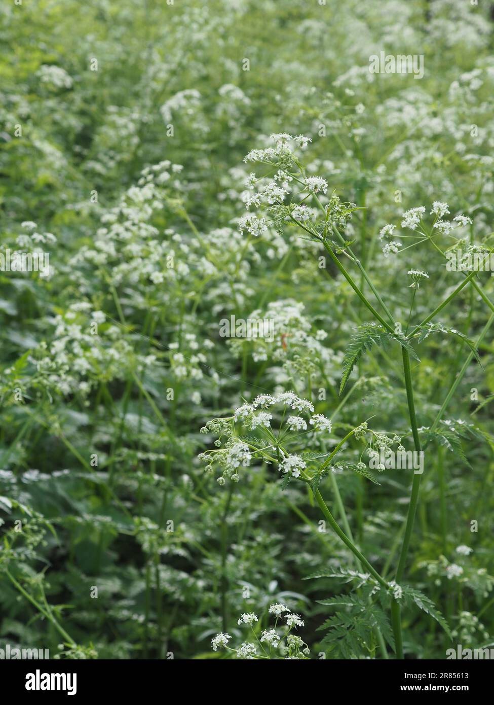 Gros plan d'une parcelle de magnifique persil de vache sauvage (Anthriscus sylvestris) montrant des fleurs blanches et un feuillage vert dans la campagne britannique au printemps Banque D'Images
