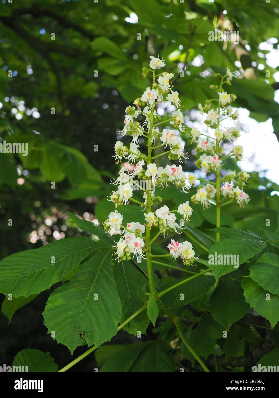 Gros plan d'une panicule de fleur blanche et rose du châtaignier européen (Aesculus hippocastanum) au printemps au Royaume-Uni Banque D'Images