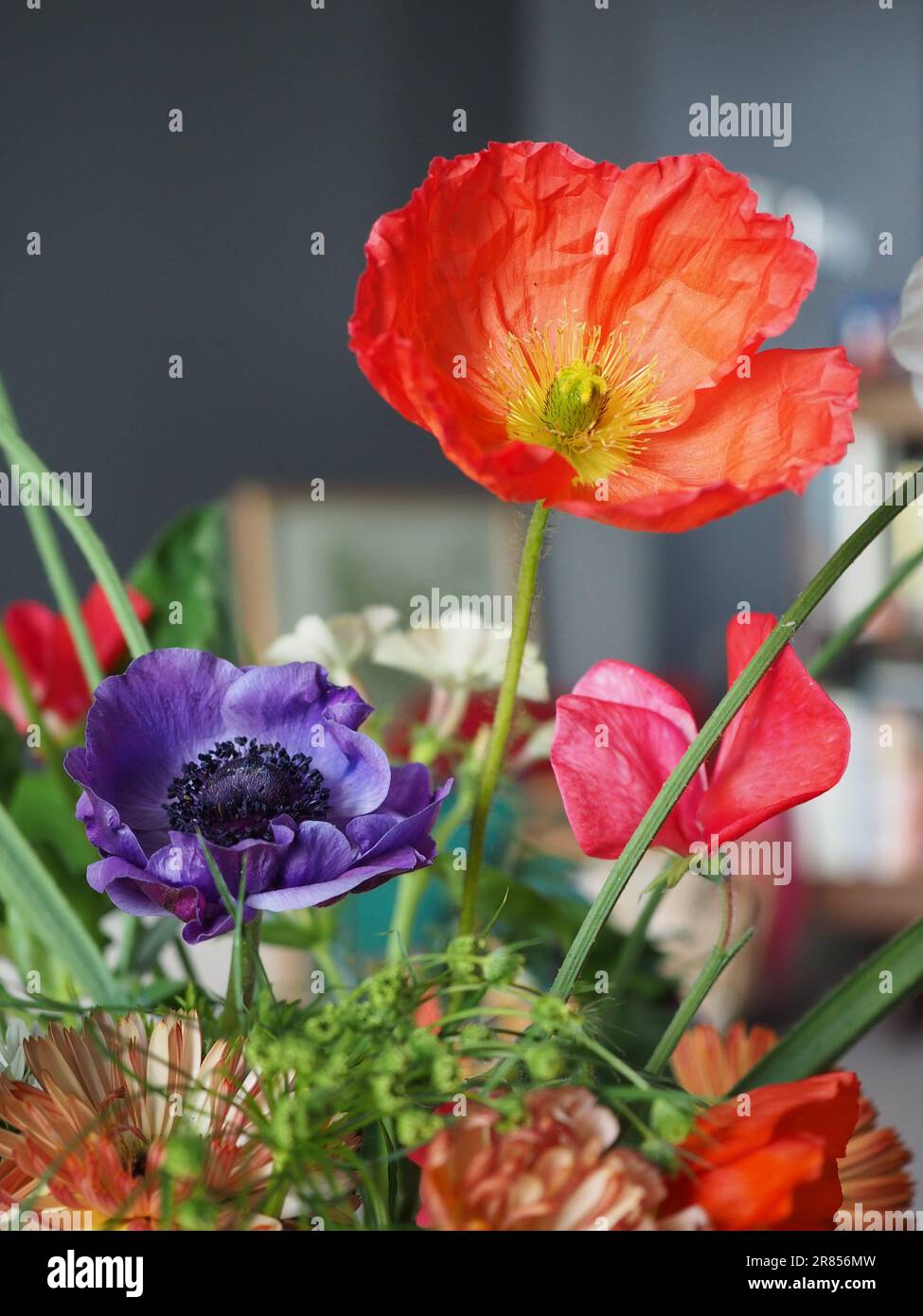 Un coquelicot islandais orange coupé dans le jardin dans un arrangement d'autres fleurs colorées, en gros plan sur un fond gris foncé Banque D'Images